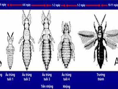 Bọ trĩ hại rau màu và thuốc trị bọ trĩ hại rau màu hiệu quả