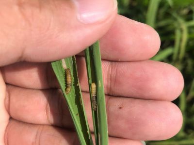 Sử dụng thuốc gì để diệt sâu cuốn lá?