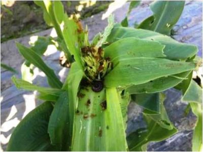 Sâu keo mùa thu hại ngô và thuốc trừ sâu keo mùa thu hiệu quả được nhà nông tin dùng