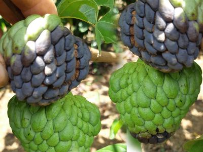 Bệnh thán thư trên cây mãng cầu và thuốc trị