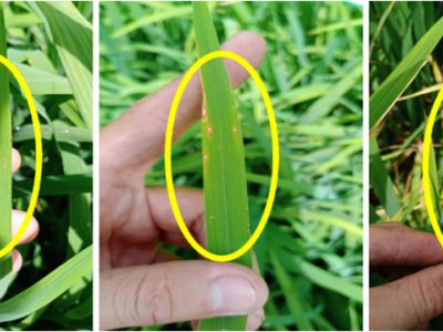 Bệnh đạo ôn cổ bông hại lúa và thuốc trị bệnh đạo ôn cổ bông