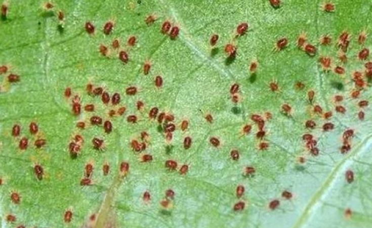 Top 2 loại thuốc trị nhện đỏ hại cây trồng hiệu quả nhất hiện nay