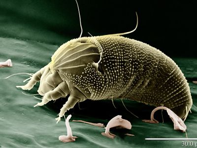 Bệnh rỉ sắt trên cây có múi là gì? Thuốc trị bệnh bệnh rỉ sắt trên cây có múi hiệu quả