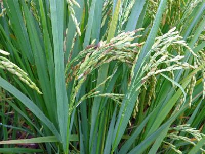 Bệnh lem lép hạt lúa và thuốc trị bệnh lem lép hạt lúa