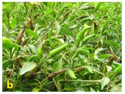 Bệnh thán thư trên cây ớt và cách phòng trừ hiệu quả