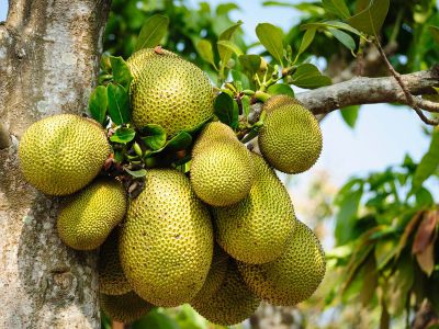 Bệnh thối hoa, thối trái non trên cây mít và cách phòng trị hiệu quả