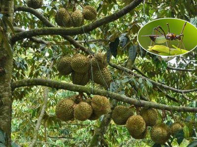 Bọ xít muỗi hại sầu riêng và biện pháp phòng trừ hiệu quả nhất hiện nay