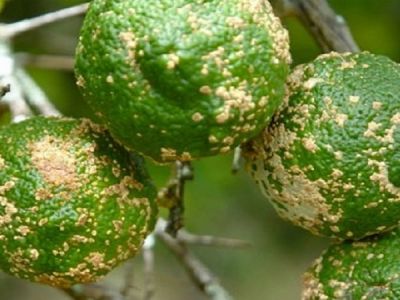 Các loại bệnh ghẻ trên cây có múi và phòng trừ bệnh ghẻ trên cây có múi với siêu phẩm Strepcoxin
