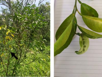 Cách đặc trị bệnh vàng lá thối rễ trên cây có múi với giải pháp bộ đôi TB FOSKASA + TB SẠCH NẤM KHUẨN