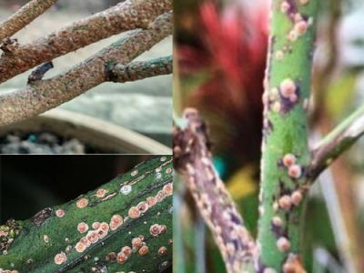 Đặc điểm gây hại của rệp vảy và thuốc trị trên nhiều loại cây trồng