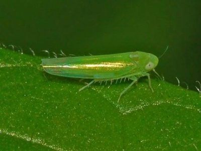 Rầy xanh gây hại trên sầu riêng