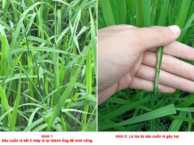 Phòng trừ sâu cuốn lá nhỏ hại lúa hiệu quả năm 2022
