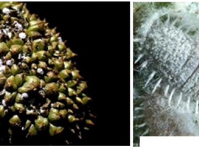 Trị rệp sáp trên cây sầu riêng có khó?