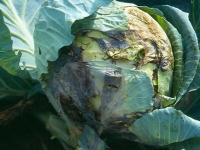 Bệnh thối nhũn bắp cải và cách phòng trị