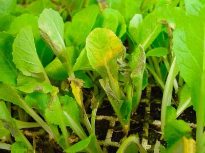 Bệnh thối nhũn trên cây cải ngọt và cách điều trị hiệu quả