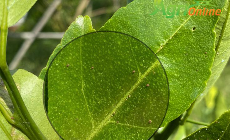 Nhện đỏ hại cây có múi và thuốc trừ nhện đỏ hại cây có múi hiệu quả mà an toàn