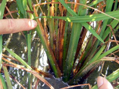 Rầy lưng trắng hại lúa và thuốc trị rầy hại lúa