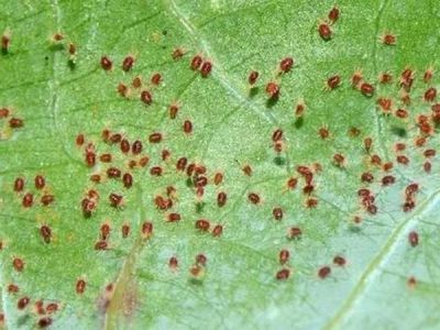 Top 2 loại thuốc trị nhện đỏ hại cây trồng hiệu quả nhất hiện nay