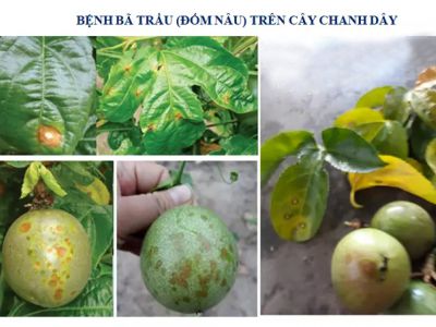 Bệnh nấm bã trầu và thuốc đặc trị trên chanh dây