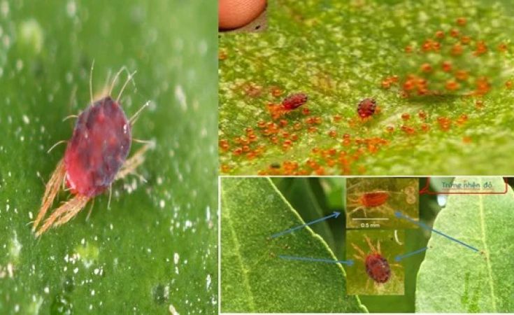 Nhện đỏ những dấu hiệu bị và cách xử lý trên sầu riêng