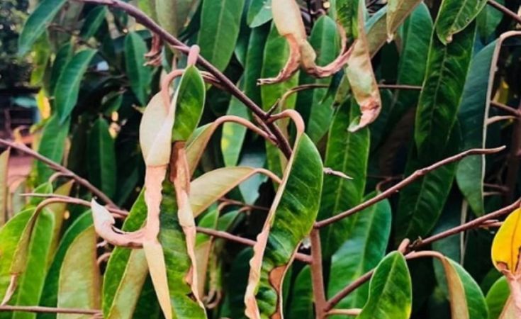 Cách nhận biết và xử lý rầy nhảy gây hại trên cây sầu riêng