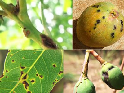 Bệnh đốm đen xì mủ trái trên Xoài và thuốc đặc trị Bệnh đốm đen xì mủ trái trên Xoài