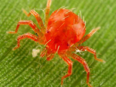 Nhện đỏ là gì ? Biện pháp phòng trị và top 4 loại thuốc trị nhện đỏ hiệu quả nhất hiện nay
