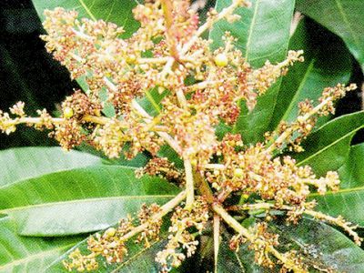 Rầy bông hại xoài và thuốc đặc trị rầy bông hại xoài hiệu quả nhất hiện nay