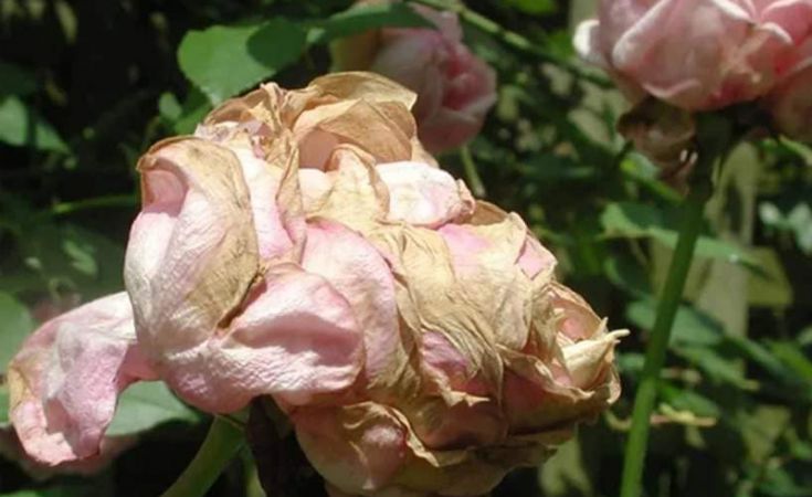 Cách phòng trị bọ trĩ trên hoa hồng