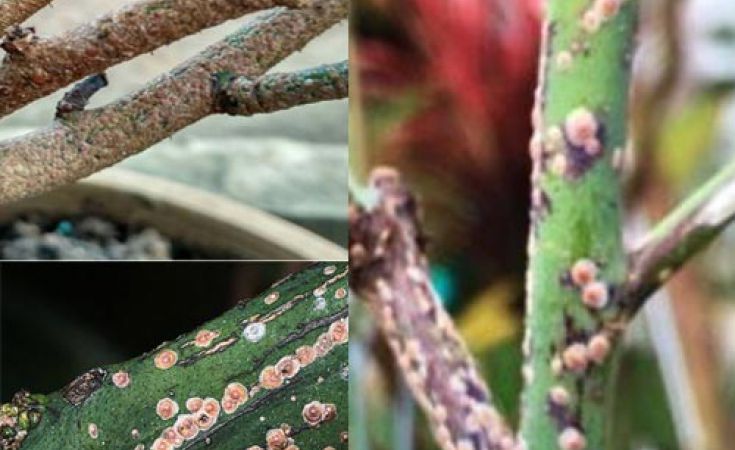 Đặc điểm gây hại của rệp vảy và thuốc trị trên nhiều loại cây trồng