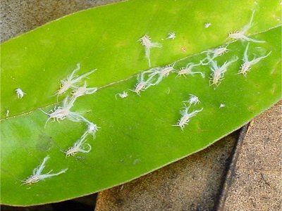 Rầy nhảy là gì? Thuốc trị rầy nhảy hiệu quả nhất thị trường hiện nay