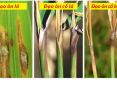 Bệnh đạo ôn ( cháy lá ) trên lúa và thuốc trị bệnh đạo ôn trên lúa