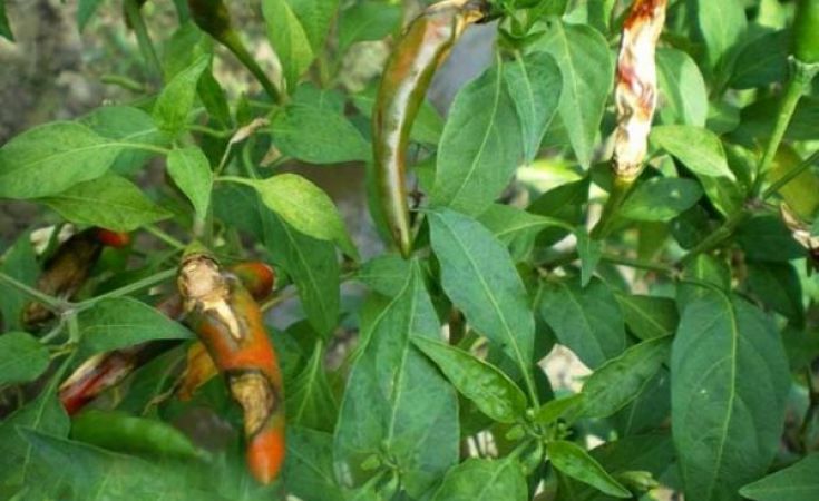 Bệnh thán thư hại rau màu và những phương pháp trị