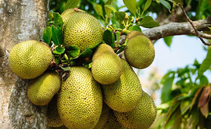 Bệnh thối hoa, thối trái non trên cây mít và cách phòng trị hiệu quả