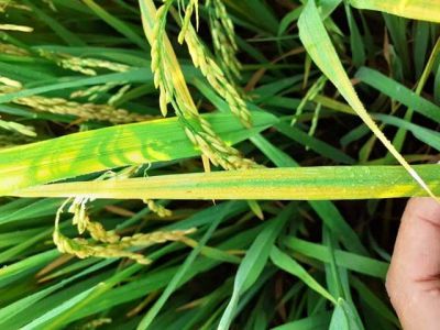 Bệnh vàng lá chín sớm hại lúa và thuốc trị bệnh vàng lá chín sớm hại lúa hiệu quả