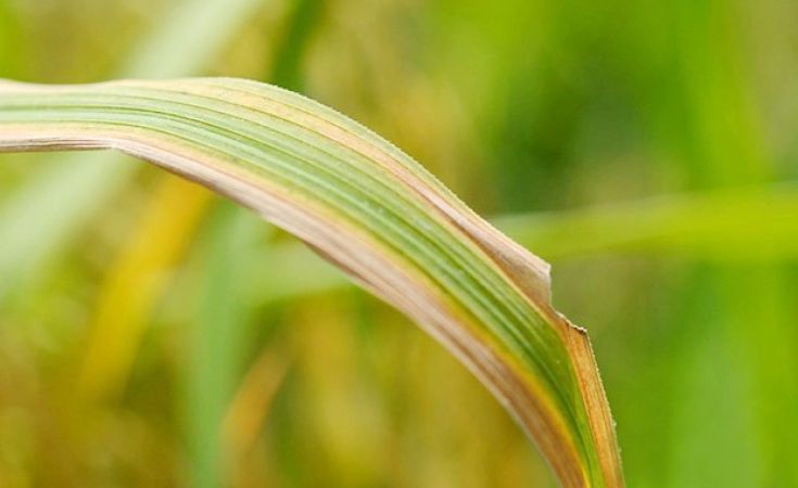 Bệnh vi khuẩn trên lúa và thuốc trị bệnh