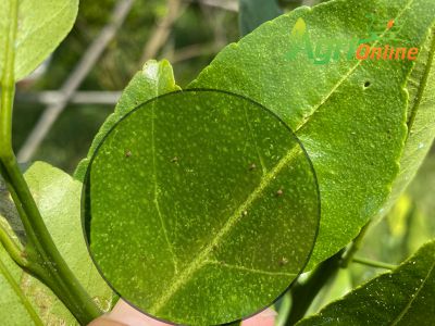 Nhện đỏ hại cây có múi và thuốc trừ nhện đỏ hại cây có múi hiệu quả mà an toàn