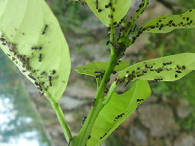 Rầy mềm, rầy nhớt trên cây có múi và phòng trừ rầy mềm, rầy nhớt