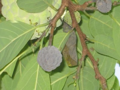 Bệnh thối khô quả mãng cầu na và thuốc trị bệnh thối khô quả mãng cầu na