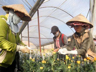 Hoa cúc ít nhiễm bệnh, nông dân phấn khởi vụ hoa tết