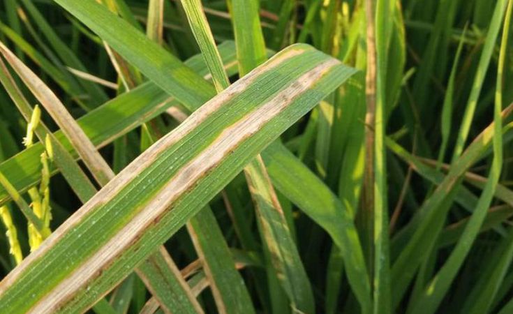 Bệnh bạc lá lúa và thuốc trị bệnh bạc lá lúa hiệu quả hiện nay