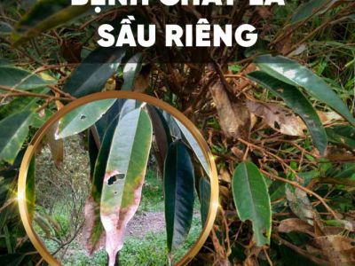Biểu hiện của bệnh cháy lá sầu riêng và thuốc trị bệnh cháy lá trên cây sầu riêng