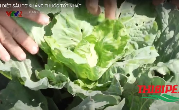 Cách diệt sâu tơ kháng thuốc tốt nhất