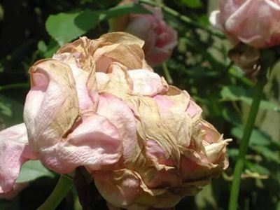 Cách phòng trị bọ trĩ trên hoa hồng