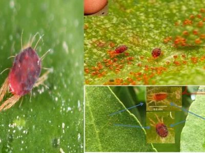 Nhện đỏ những dấu hiệu bị và cách xử lý trên sầu riêng