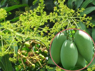 Nguyên nhân rụng quả non trên trái và thuốc trị