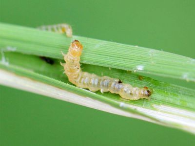 Phòng trừ sâu cuốn lá kháng thuốc và thuốc trị sâu cuốn lá hiệu quả