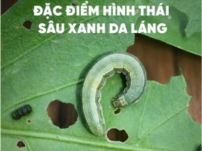 Sâu xanh da láng gây hại cây trồng và cách phòng trị