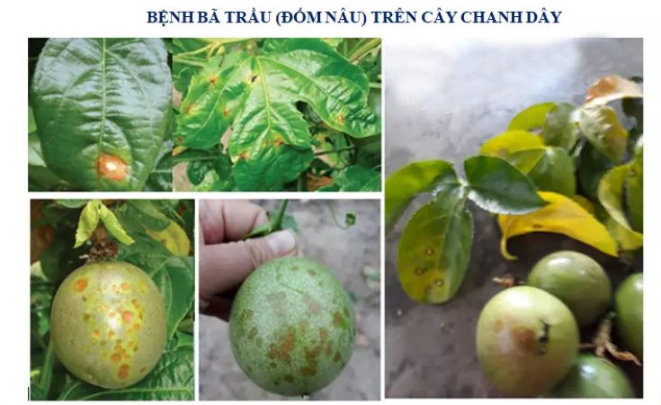 Bệnh nấm bã trầu và thuốc đặc trị trên chanh dây