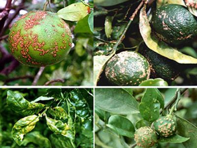 Bệnh ghẻ nhám trên cây có múi và cách khắc phục hiệu quả